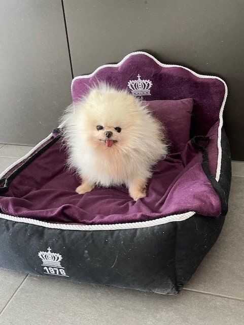 Cucce & Letti: VIP Hundebett – Usato da Wohlen AG venduto da Prinzess1 1