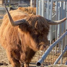 Profile image of swissriddle