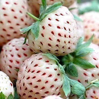 Piante & sementi: Fraise blanche Ananas   30x – Nuovo (secondo la descrizione) da Bremblens venduto da FIBONACCI369 1