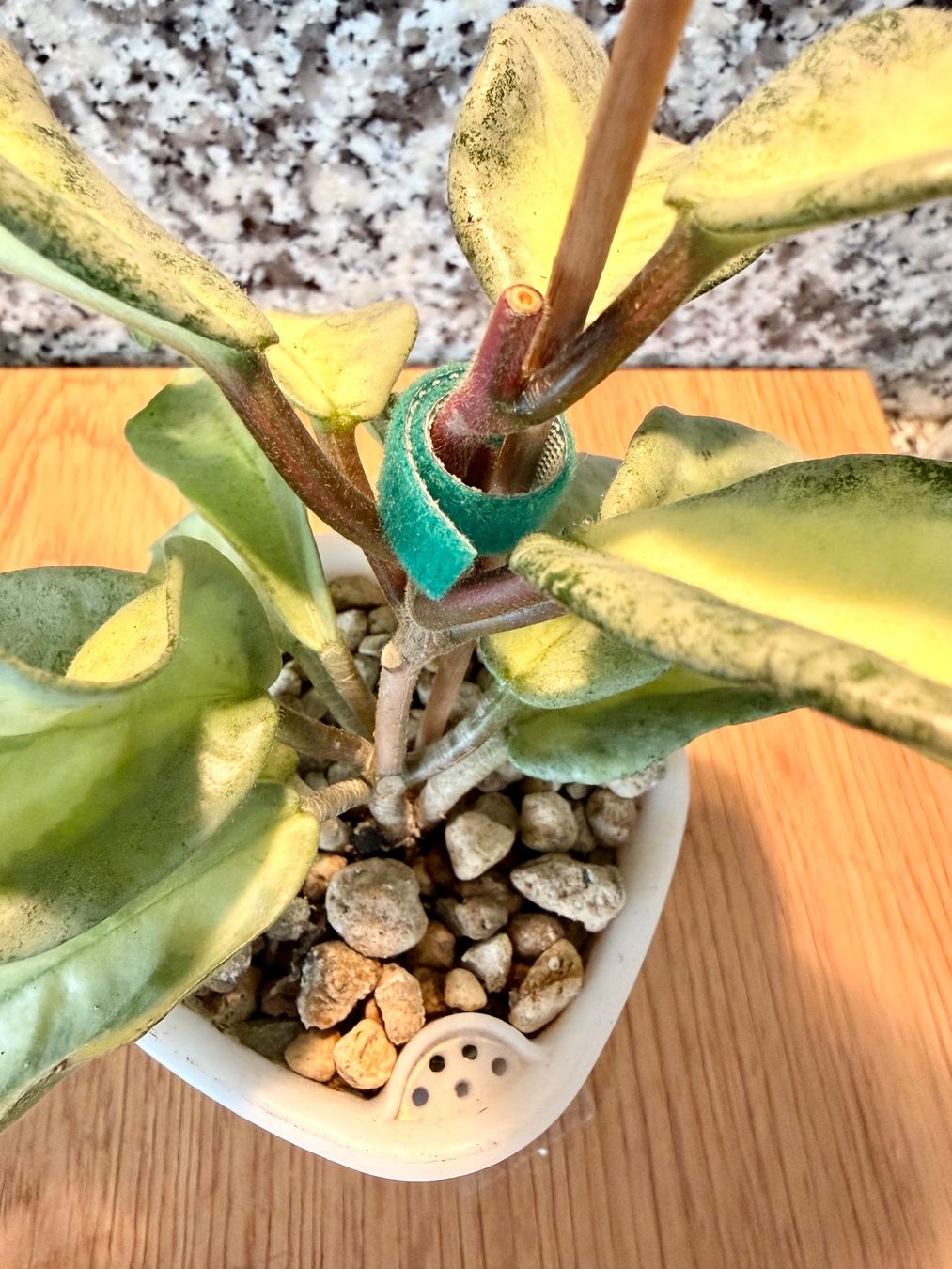 Piante & sementi: Hoya Argentea Princess – Usato da Kaiseraugst venduto da dka_b97z 2