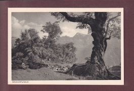 Bei BRAUNWALD