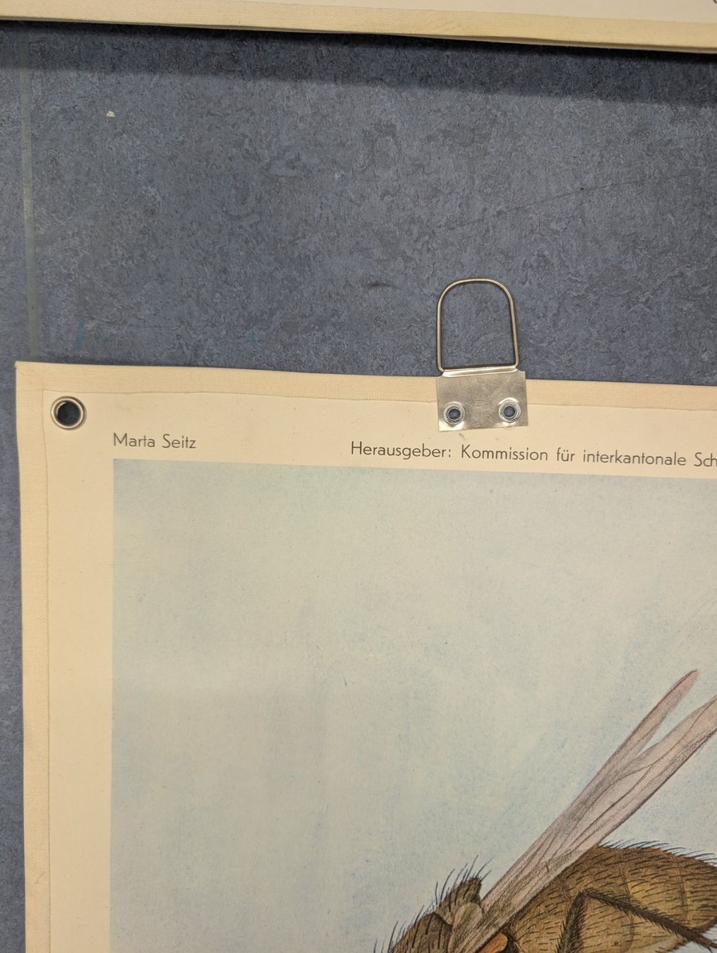 Foto & Immagini: Schulwandbild Nr. 143 - Stubenfliege – Usato da Luzern venduto da JenKu 1
