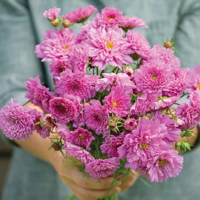 Pflanzen & Samen: 50 Samen Schmuckkörbchen DOUBLE DUTCH ROSE – Neu (gemäss Beschreibung) aus Ehrendingen von VerveinaSamen 1