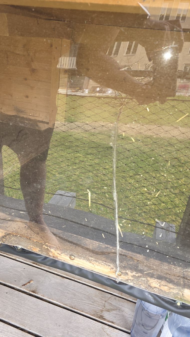 Gabbie, trasporto & Sicurezza: Meerschweinchenstall – Usato da Ossingen venduto da hoopie 5
