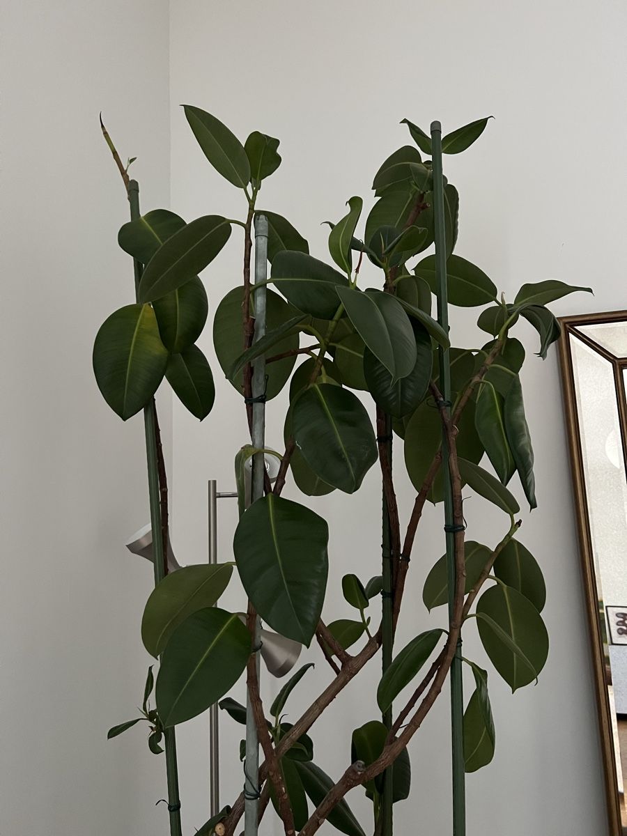 Pflanzen & Samen: Ficus - grosser Gummibaum – Gebraucht aus Zürich von cha_kgz2 1