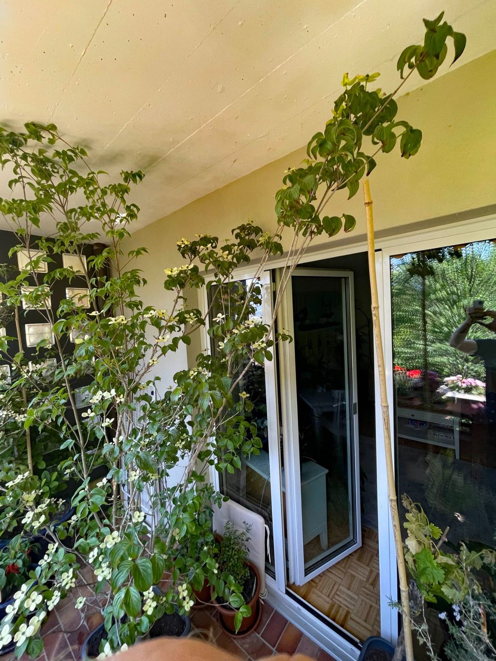 Pflanzen & Samen: Cornus Busch – Gebraucht aus Thun von Villawisteria 2