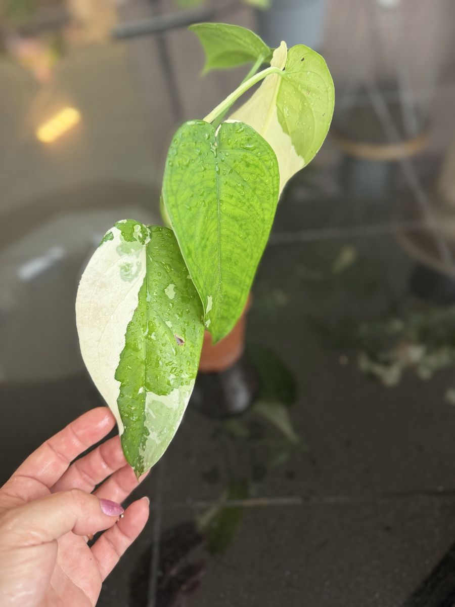 Piante & sementi: Syngonium Chiapense Variegata  – Nuovo (secondo la descrizione) da Buchrain venduto da Stetoscop 1