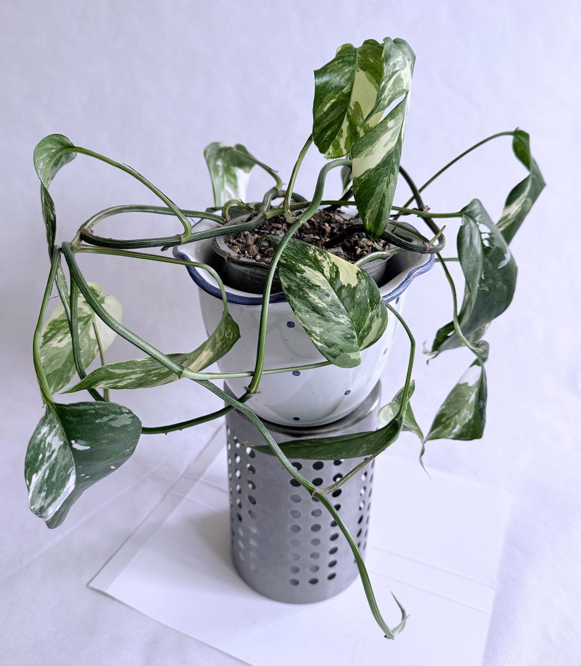 Piante & sementi: Epipremnum Pinnatum*Variegata***** – Nuovo (secondo la descrizione) da Dübendorf venduto da Orchid18 3