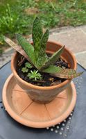 Aloe Vera, kein Kaktus