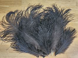 Schwarze Straussenfedern