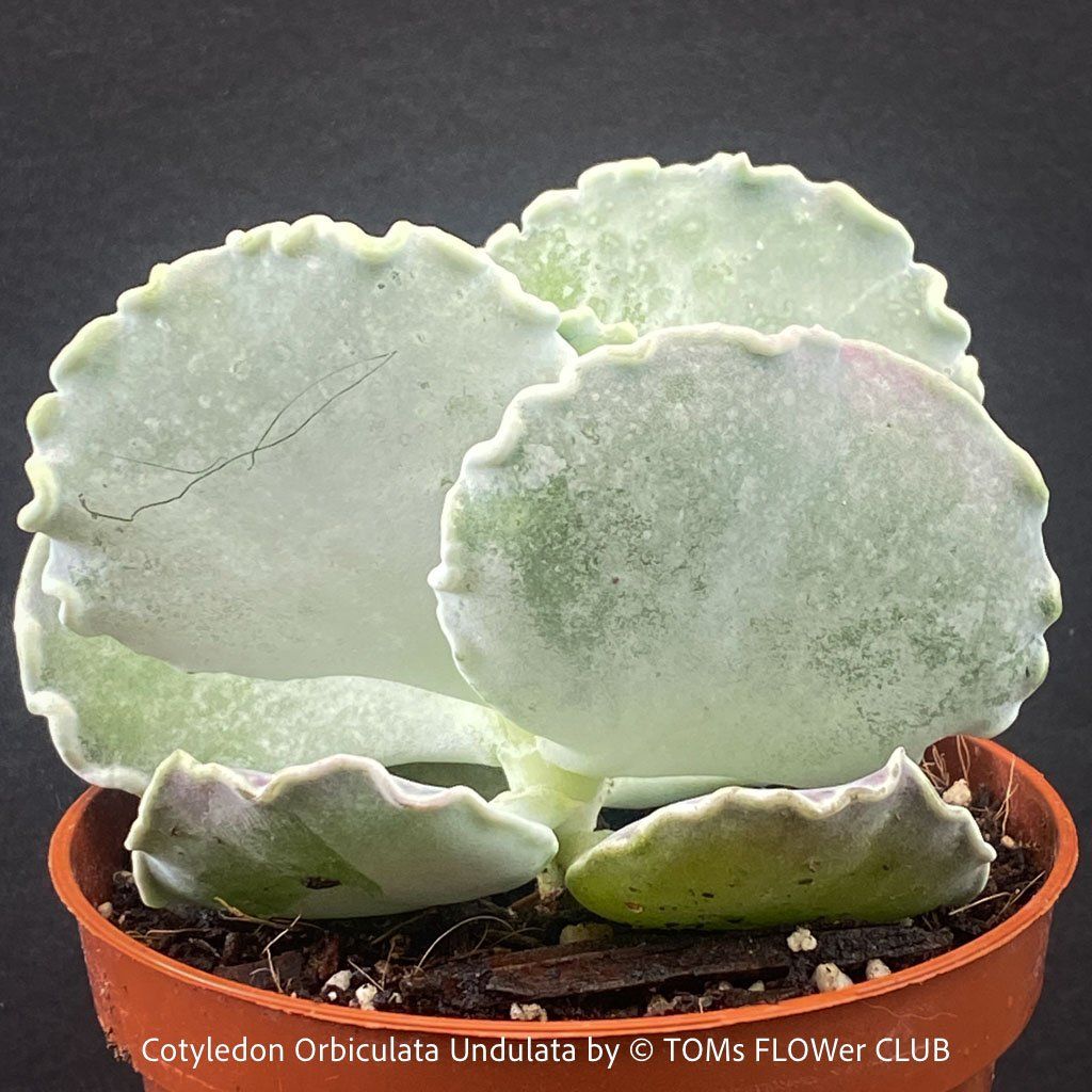 Piante & sementi: Cotyledon Orbiculata var. Undulata mit silberblauen Blättern – Nuovo e nell'imballaggio originale da Adliswil venduto da astom369 4