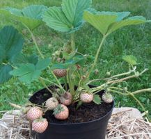 Rarität, weisse Ananas Erdbeeren