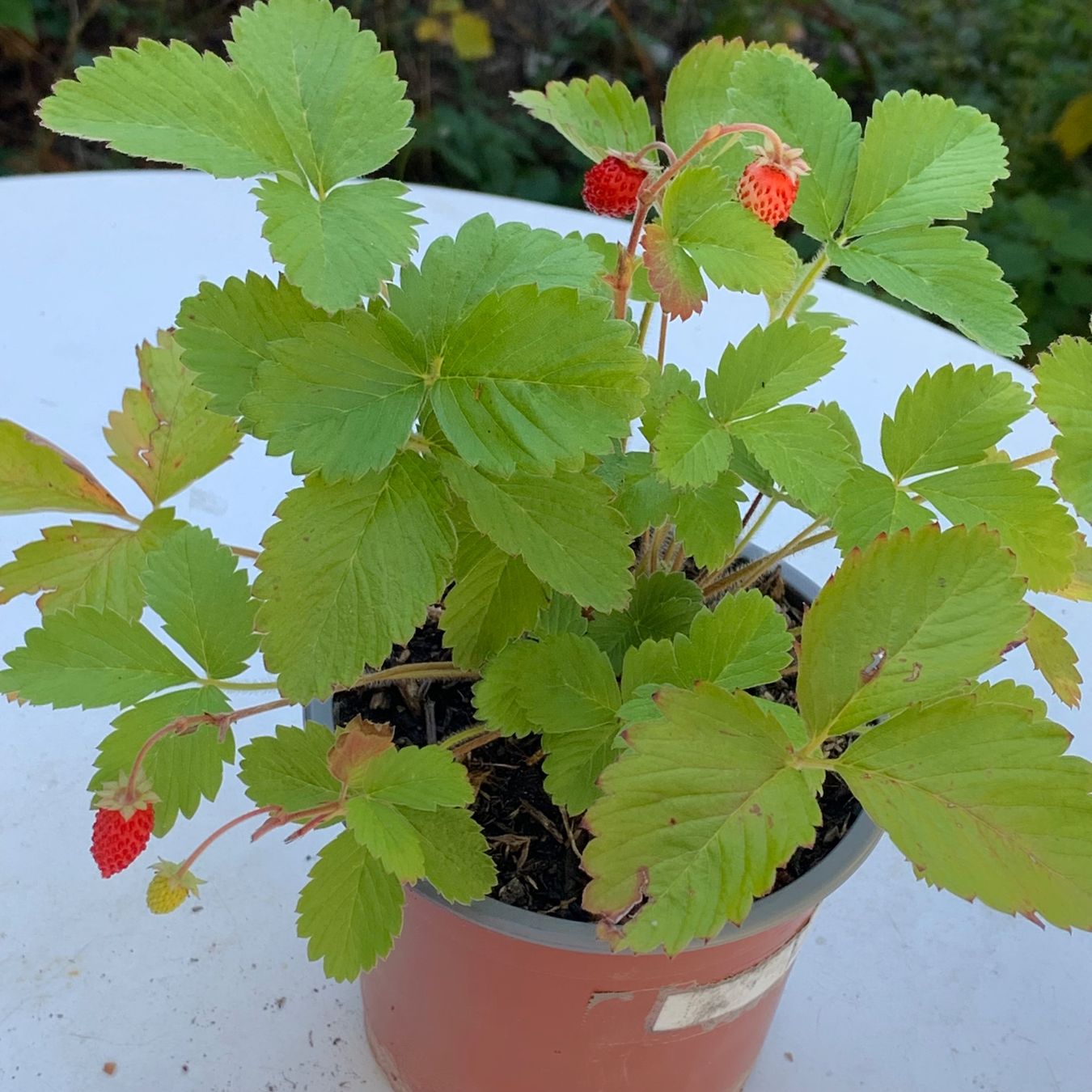 Plantes & graines: Walderdbeere / Pflanze – Neuf (Voir description) à Hinteregg par ERFOLG78 2