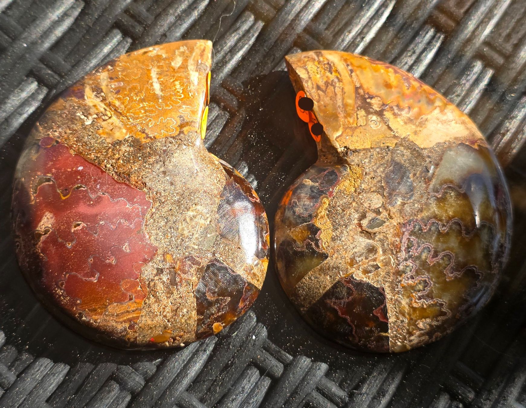 Fossili: Ammoniten Paar P9 127g – Nuovo e nell'imballaggio originale da Matzingen venduto da Shay_Crystalz 1