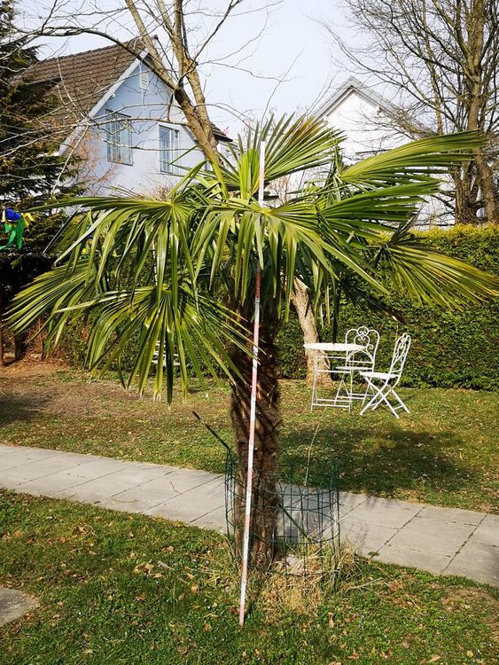 Palme 2m zum selber ausgraben Kaufen auf Ricardo