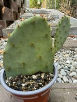 Opuntia engelmannii fragillis/ Kaktus /Winterhart