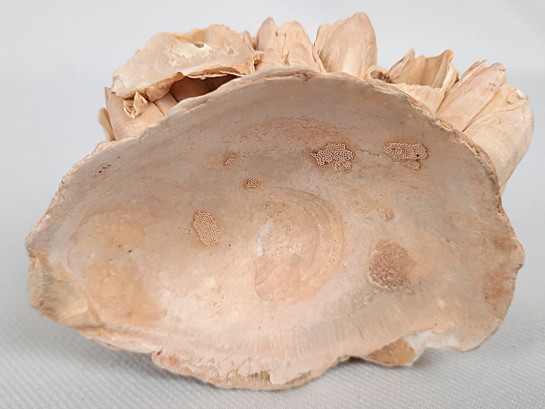 Fossili: Fossile Seeigel und Seepocken – Usato da Beinwil am See venduto da Restwert_Beinwil 7