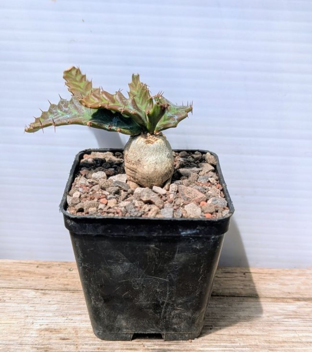 Piante & sementi: Euphorbia stellata  – Usato da Comano venduto da che_8lc2