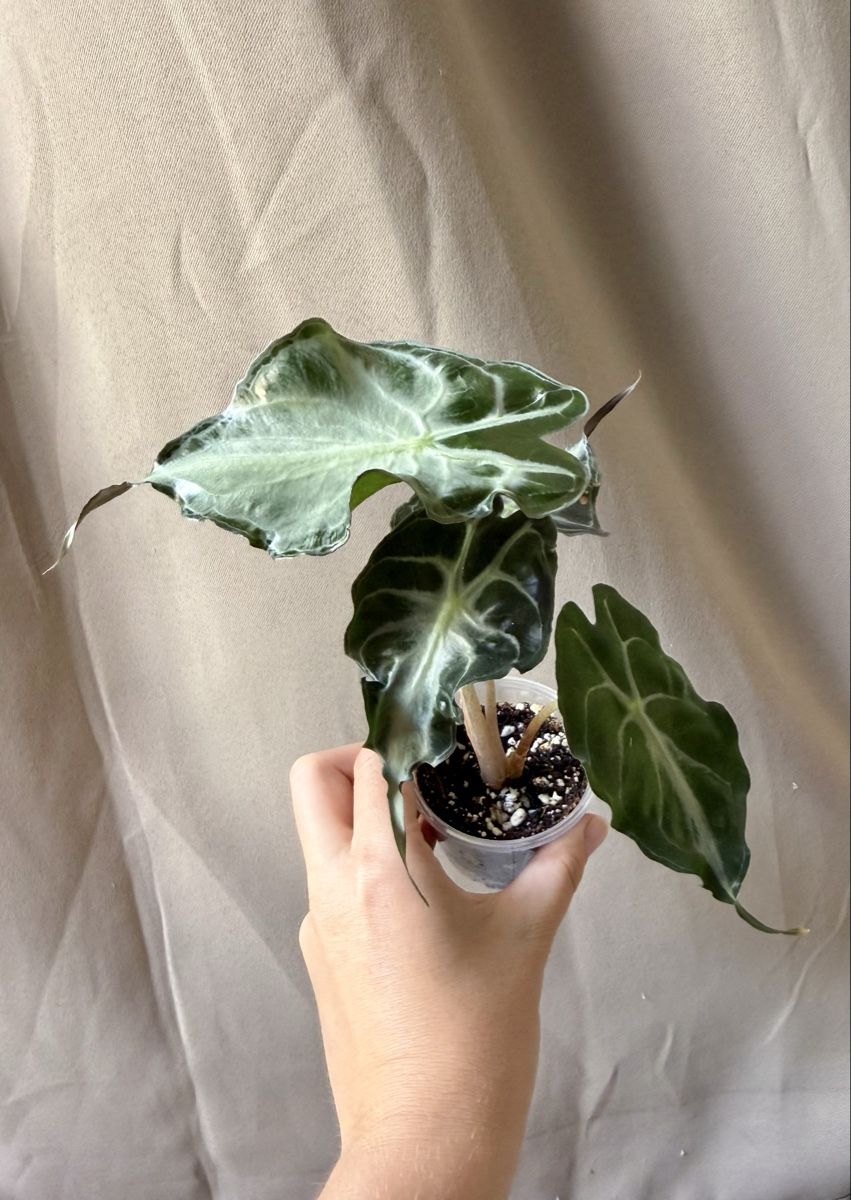 Plantes & graines: Alocasia Venom  – Neuf (Voir description) à La Tour-de-Trême par LyAmy 3