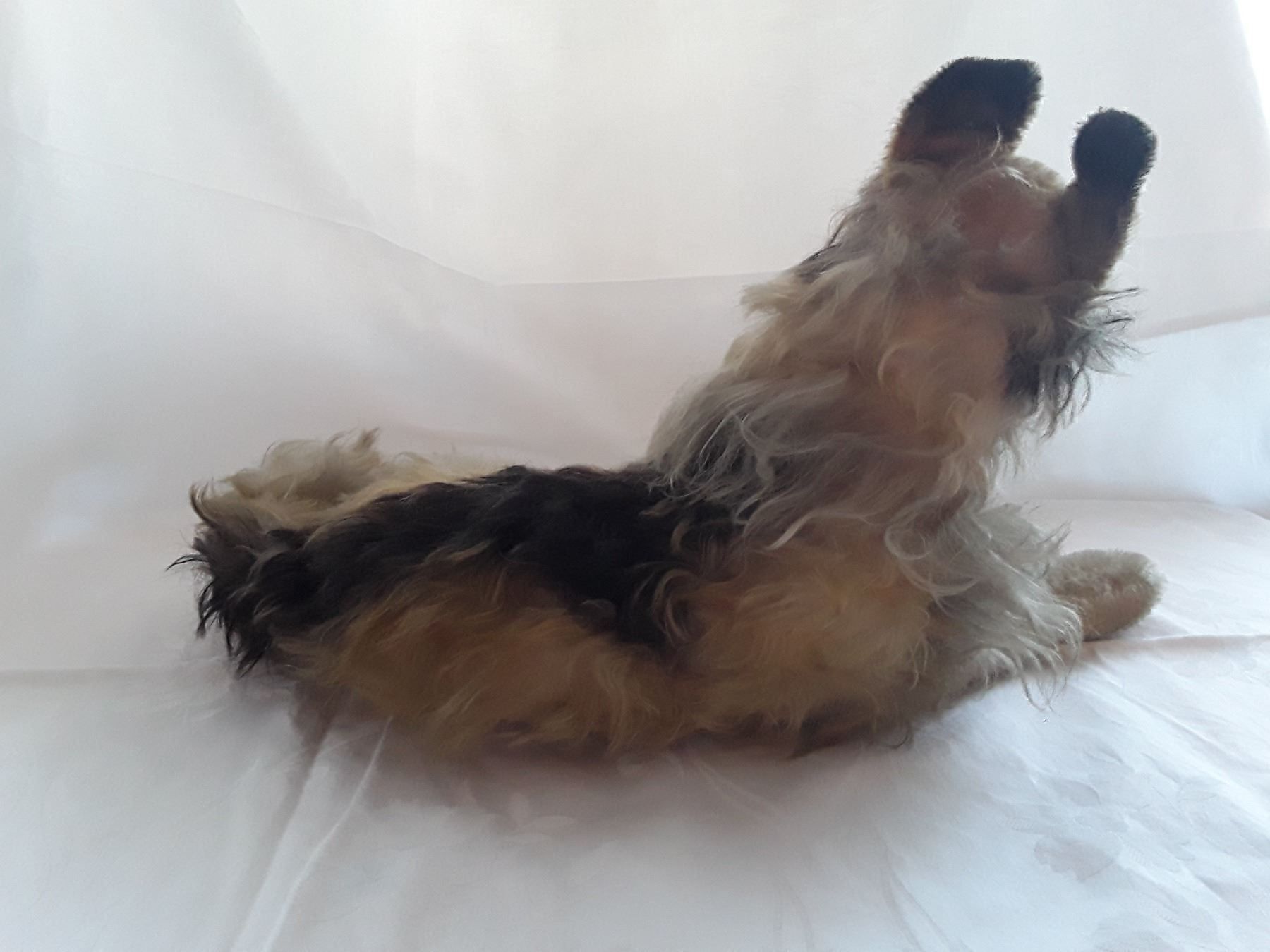 Steiff Giocattoli: Steiff collie – Usato da Basel venduto da dept 3