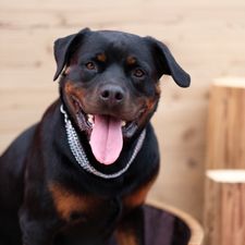 Profile image of Housekoch