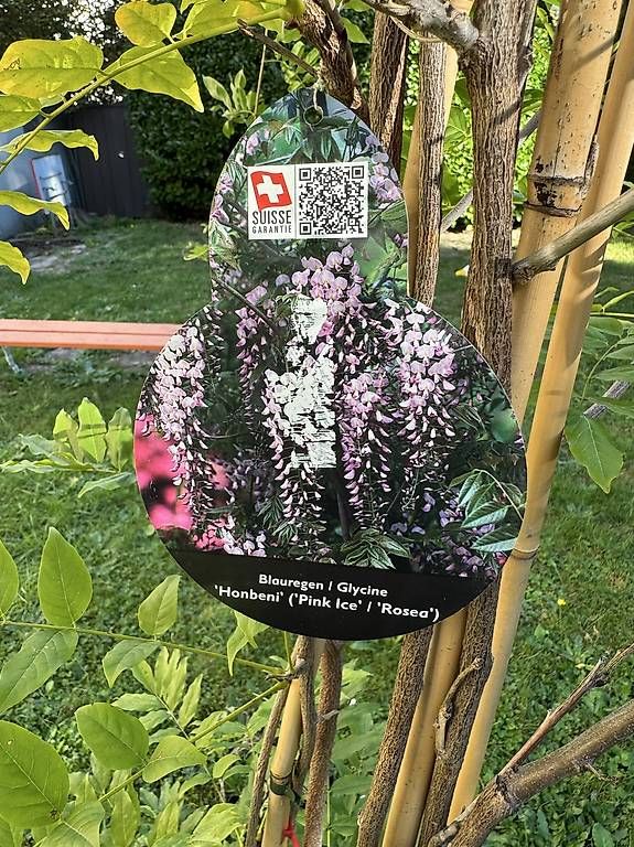 Plantes & graines: Blauregen/Glycine mit winterfestem Topf – D'occasion à Bern par iksworbmod 2