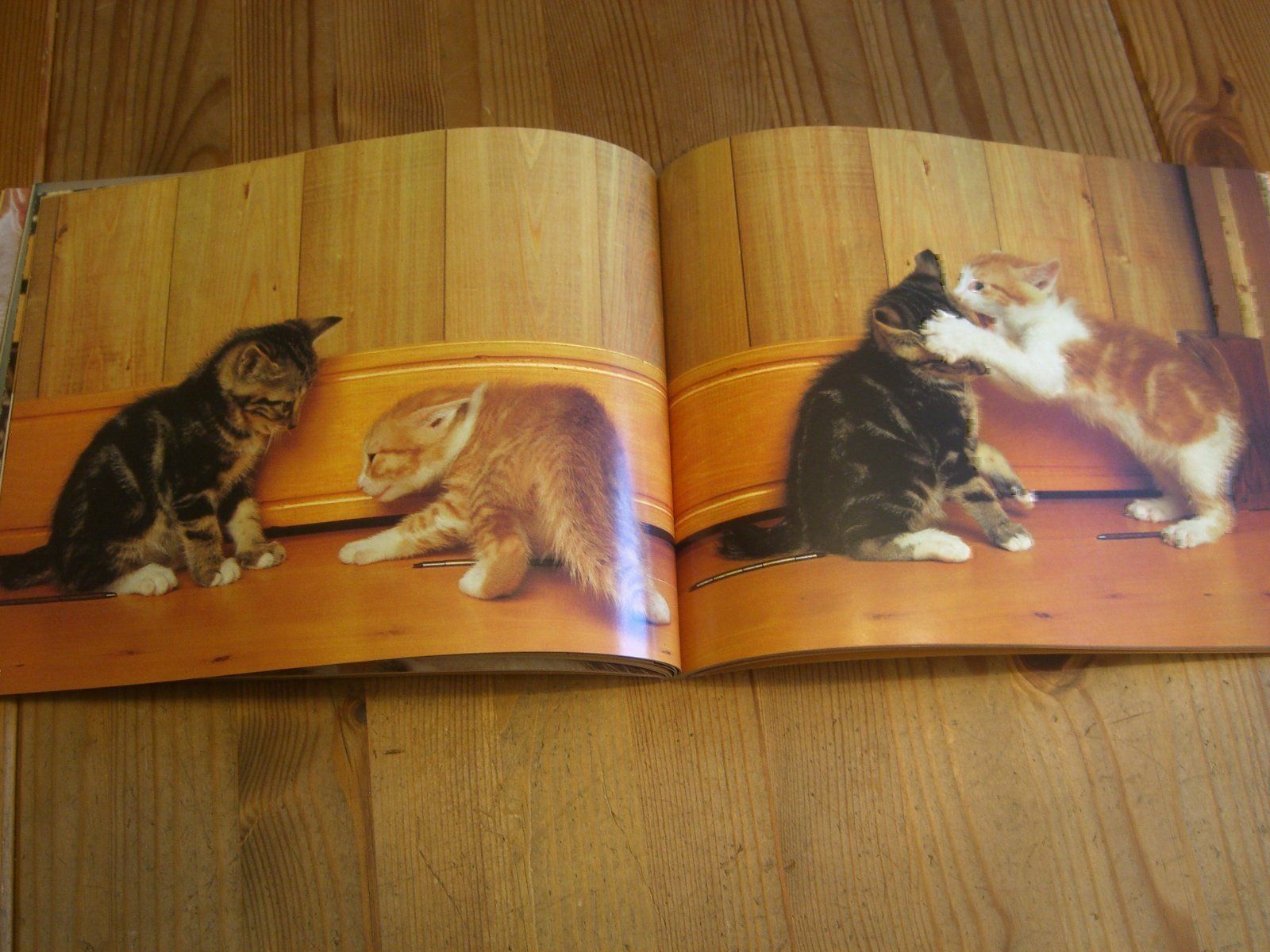 Bücher: Zauberhaftes Katzen-Buch "Katzenspiele" – Neu (gemäss Beschreibung) aus Winterthur von Gaia 4