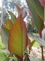 Canna Grandiose Pourpre  2 plants