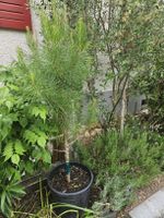 Pinus Pinea/Höhe 160cm/Topf 35l/5 Jährig