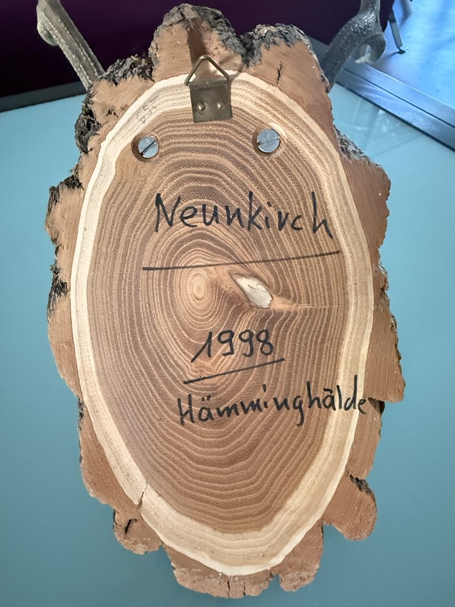 Sonstiges zum Sammeln & Seltenes: Hirschgeweih / Jagdtrophäe, 6-Ender, 73 cm, Neukirch 1998 – Gebraucht aus Zürich von pat_8wyd 7