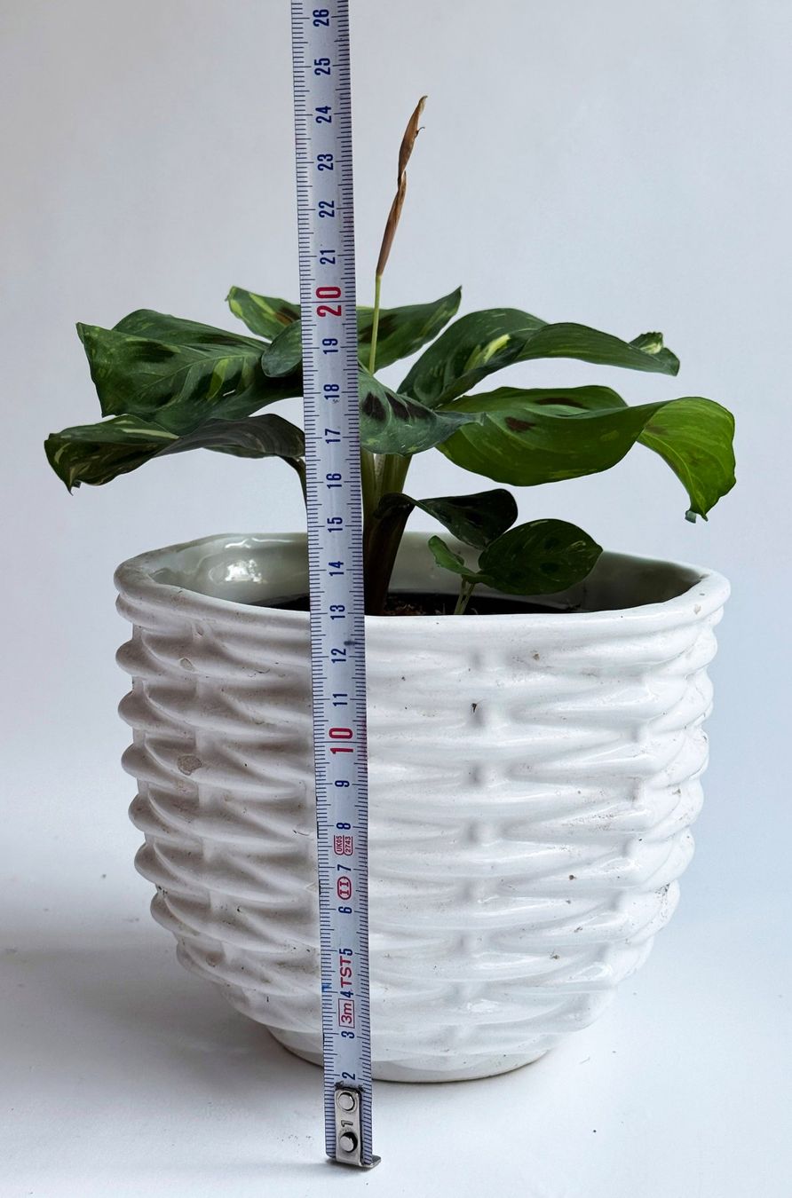 Piante & sementi: Maranta leuconeura 'Variegata'***** – Nuovo (secondo la descrizione) da Dübendorf venduto da Orchid18 3