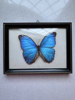 präparierter Schmetterling unter Glas gerahmt