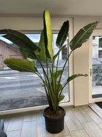 Grosse Strelitzia Nicolai Zimmerpflanze mit neuem Austrieb