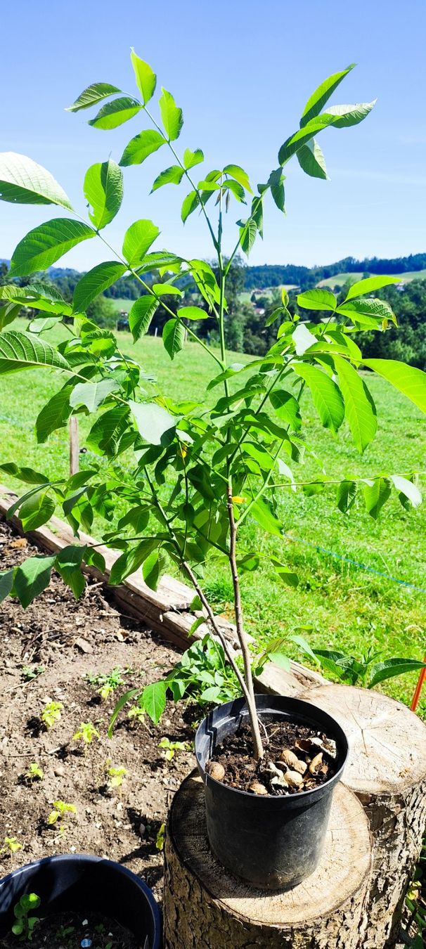Pflanzen & Samen: Walnussbaum – Gebraucht aus Gurzelen von itapevi