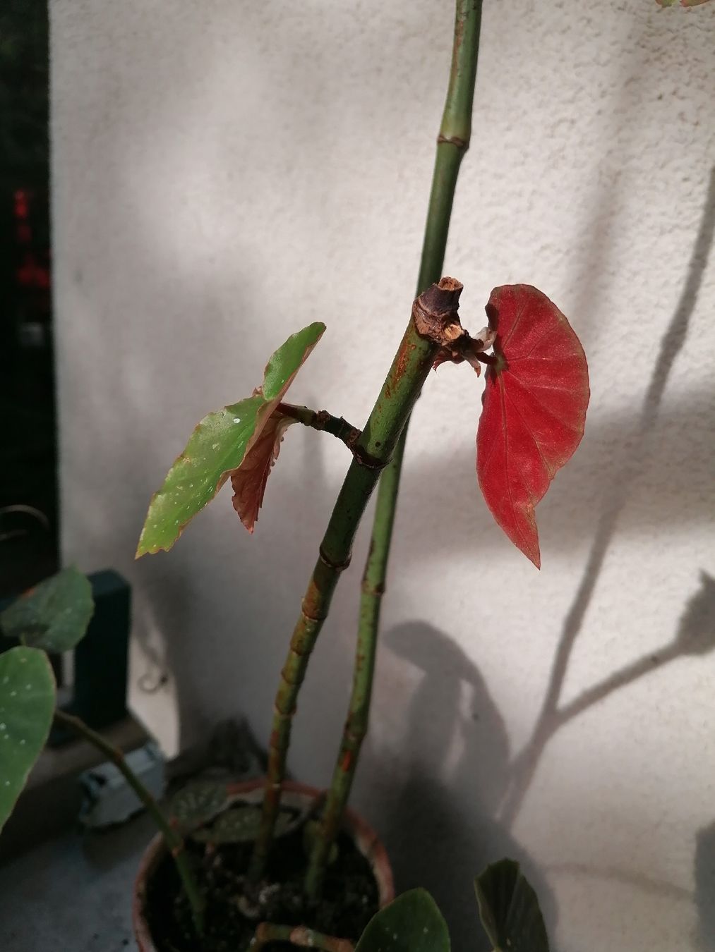 Piante & sementi: Begonia de colección – Usato da Le Mont-Pèlerin venduto da dundun1 4