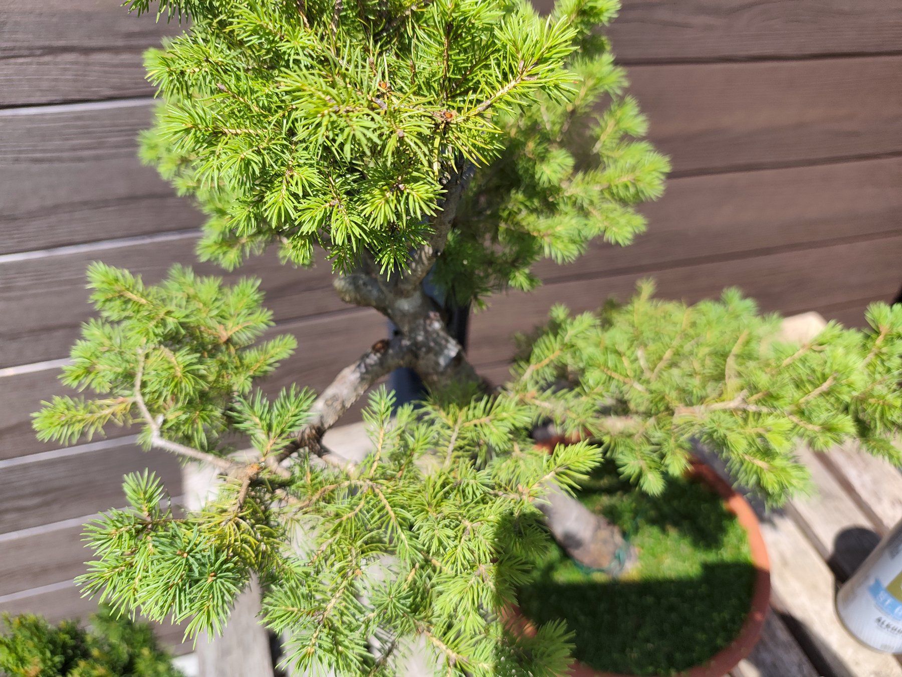 Piante & sementi: Bonsai Rohling Fichte – Usato da Oberwil BL venduto da suaku 1