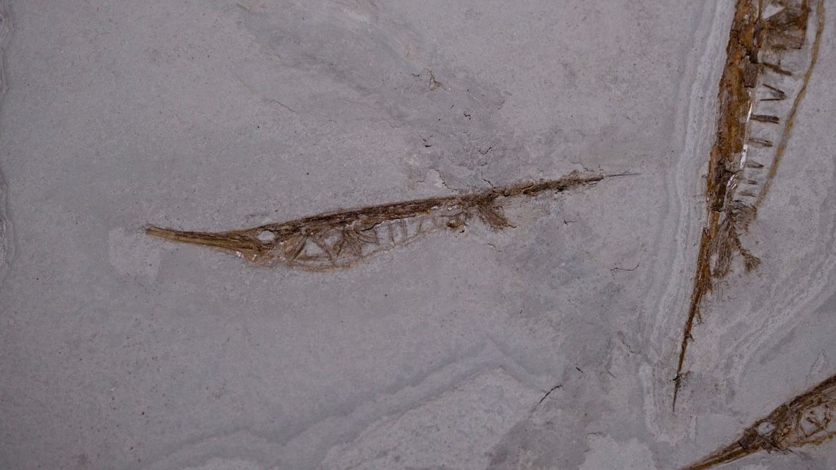 Fossilien: Fossil - Centriscus strigatus – Gebraucht aus Biel/Bienne von nimmes 3