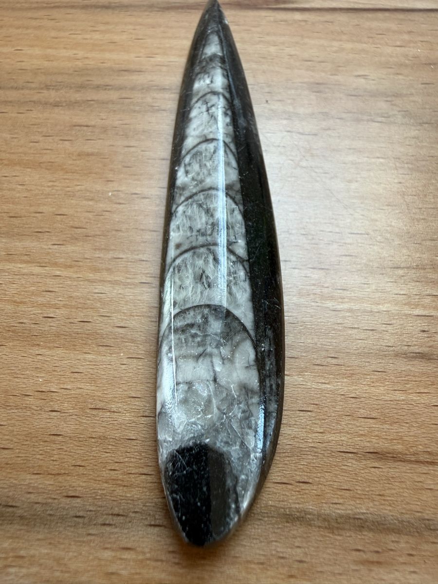 Fossili: Orthoceras-Kopffüsser – Usato da Grenchen venduto da Bastet007 5