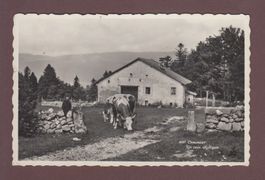 CHAUMONT - Un coin idyllique - Vaches - 1966 // Pli //