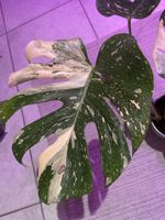 🌿 Variegierte Monstera – bewurzelter Ableger 