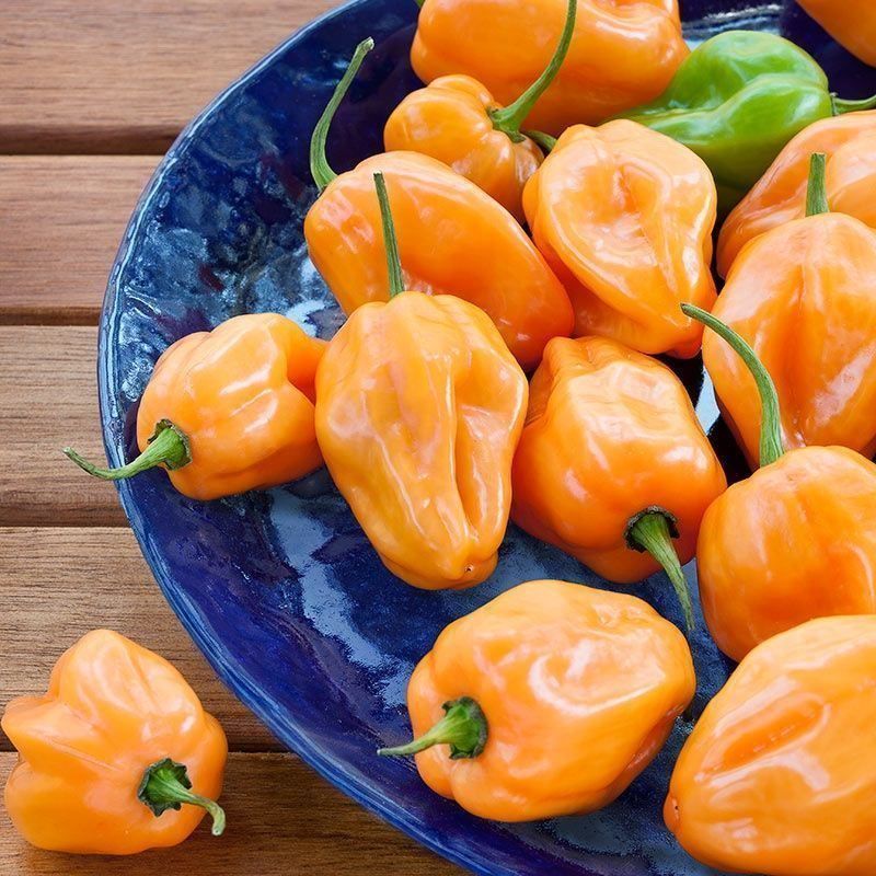 Piante & sementi: 30 Samen Orange Habanero Chilli – Nuovo (secondo la descrizione) da Ehrendingen venduto da VerveinaSamen