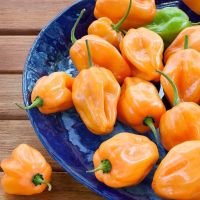 30 Samen Orange Habanero Chilli