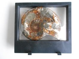 Ammonit Perlmutter ca. 721 gr. Madagaskar in Stehrahmen