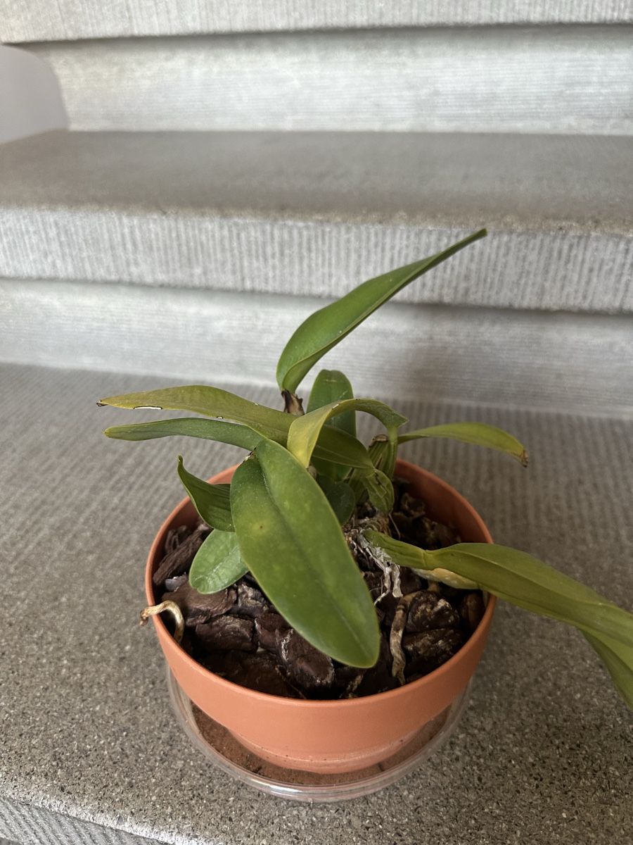 Piante & sementi: Cattleya Orchidee – Usato da Bern venduto da womiman