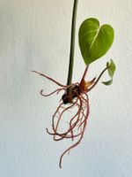 Philodendron Gloriosum Steckling - gut bewurzelt #1