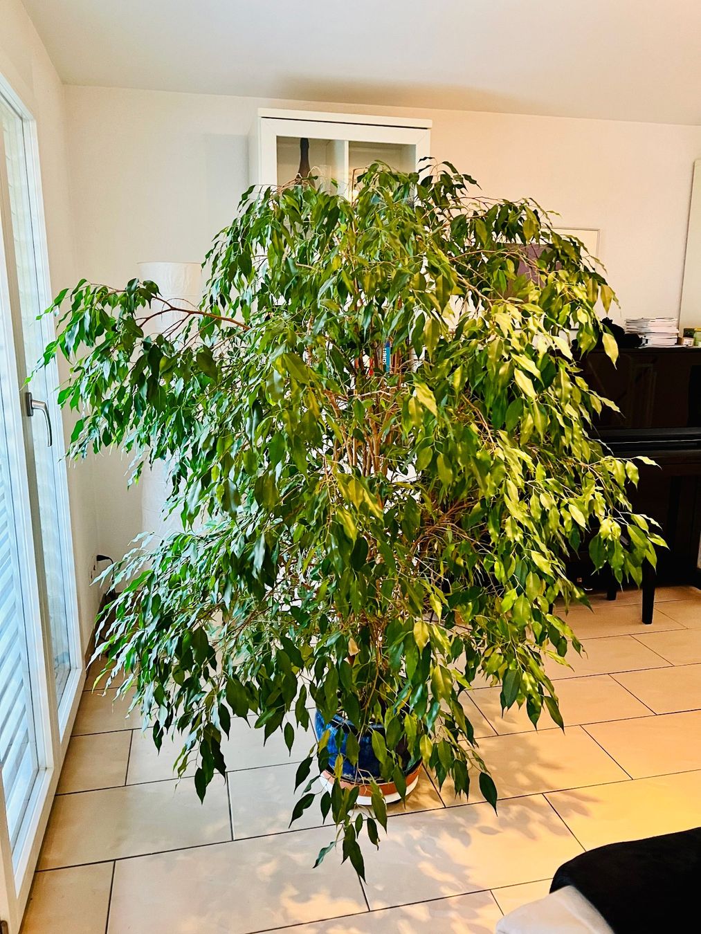 Pflanzen & Samen: Ficus Benjamina - schöne grosse Zimmerpflanze – Gebraucht aus Wetzikon ZH von  1