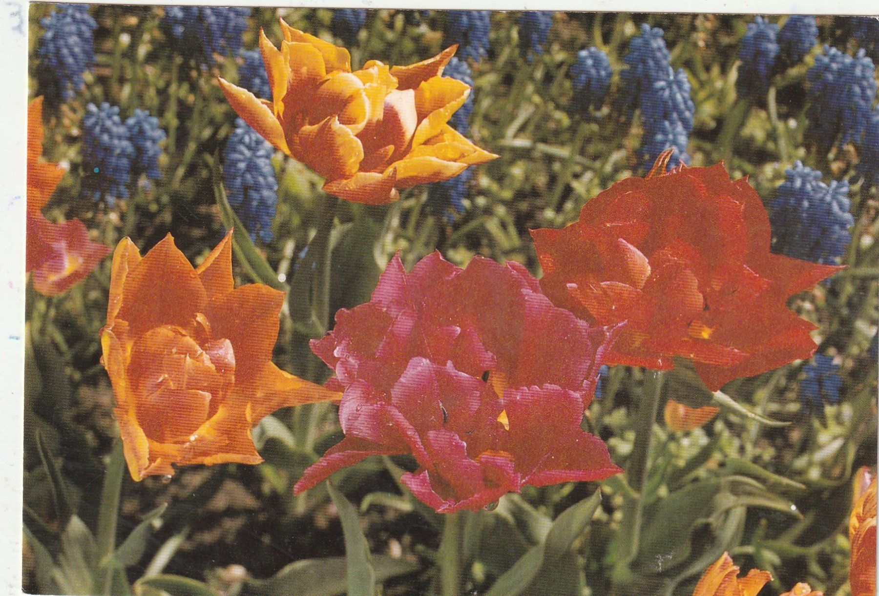 Cartoline postali: Blumenkarte – Usato da Lumbrein venduto da made02