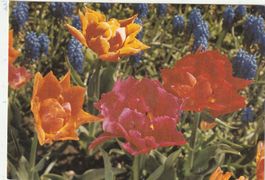 Blumenkarte