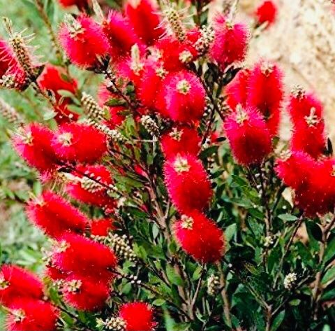 Piante & sementi: 10 samen Tropischer Busch "CALLISTEMON CITRINUS" + Anweisung – Nuovo e nell'imballaggio originale da Rovio venduto da POSITIFFARTandPLANTS 2