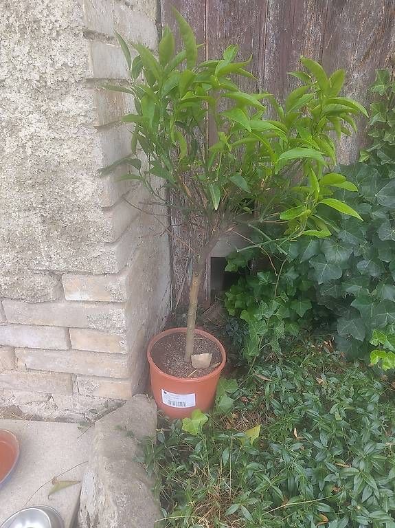 Piante & sementi: Clementine baum – Nuovo e nell'imballaggio originale da Hofstetten ZH venduto da Gischis 3